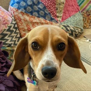 Meet your Posher, Lyric